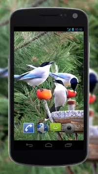 4K Garden Birds Video Live Wal Screen Shot 0