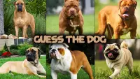 Dog quiz game Screen Shot 1