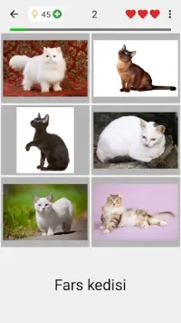 Kedi ırkları - Tüm popüler ırklar hakkında oyun Screen Shot 1