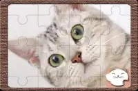 Bonito Gatos quebra-cabeças Screen Shot 0