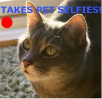 Cat Laser Toy Screen Shot 1