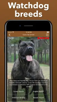 Dogs Quiz - Guess Popular Dog Breeds in the Photos Screen Shot 6