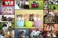 Cats Jigsaw Puzzle Game Kids Screen Shot 0