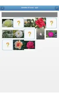 Varieties of roses - quiz Screen Shot 8