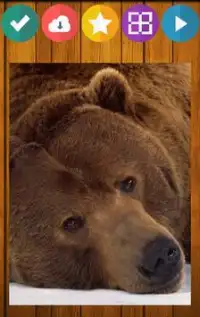Bär Bären Puzzle Screen Shot 5