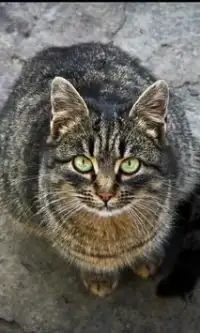 かわいい猫ジグソーパズル Screen Shot 0