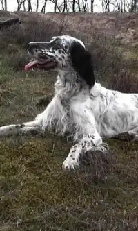 English Setter Dogs Puzzles Screen Shot 1