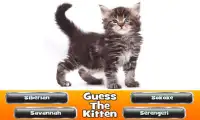 Guess The Kitten Screen Shot 2
