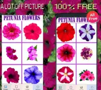 Petunia Flowers Color By Number-Pixel Art 2020 Screen Shot 3