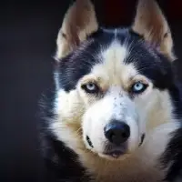 ハスキー犬ジグソーパズル無料ゲーム🧩🐕🧩🐾 Screen Shot 0