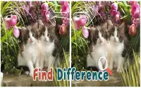 Find 5 Difference : Cats Screen Shot 1