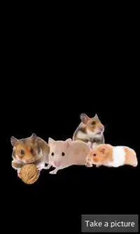 Hamster Games Screen Shot 6