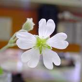 Cerastium फूल पहेली खेल