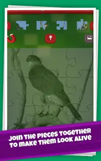 Birds Jigsaw Puzzle Game: Amazing Facts and Trivia Screen Shot 9