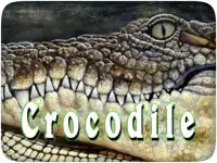 Crocodile Hunter With Sniper Screen Shot 0