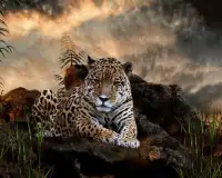 पशु जंगली खेलों आरा पहेली Screen Shot 3