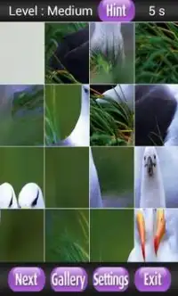 Birds Species Puzzle Screen Shot 4