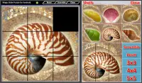 Magic Slide Puzzle Shells Screen Shot 6