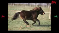 pony pertama saya Screen Shot 7