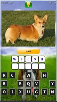 Puppy Dog Breeds Quiz Screen Shot 3
