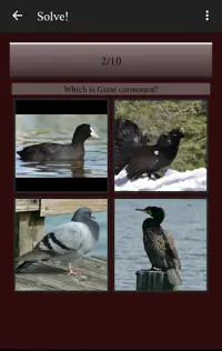 104 Birds Quiz Screen Shot 4