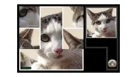 Puzzle Kitty Pets Screen Shot 0