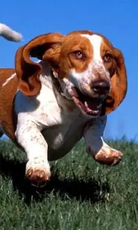 Basset Hound-Puzzle Screen Shot 0