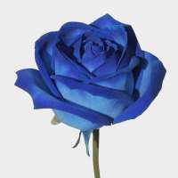 Blue rose flower magic 1980