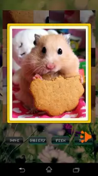 Puzzles pour animaux de compagnie de hamster Screen Shot 1