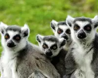 Lemurs Puzzles Screen Shot 4