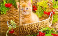 Puzzle - kittens Screen Shot 0