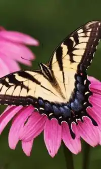 Butterfly Jigsaw Puzzles Screen Shot 0