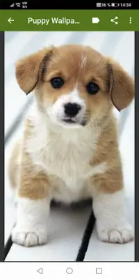 Cute puppies Wallpapers Screen Shot 4