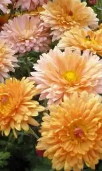 Chrysanthemum Flowers Puzzle Screen Shot 2