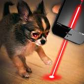 Laser nyata untuk prank anjing