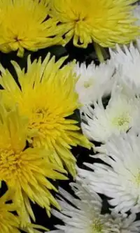 Chrysanthemum Flowers Puzzle Screen Shot 1
