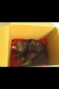 The Story of Kittis Screen Shot 1