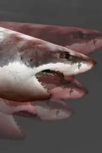 Hungry Big Shark Screen Shot 1