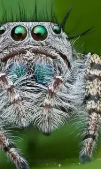Spider Wildtiere Puzzles Screen Shot 2