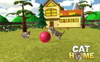 Cat Home: فندق Kitten Daycare & Kitty Care Screen Shot 1