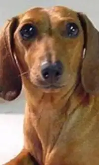 Dachshund hd Jigsaw Puzzle Screen Shot 0