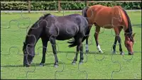 Black Horse Jigsaw Puzzles Game Screen Shot 4