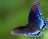 Butterfly Jigsaw Puzzles Gioco Screen Shot 3