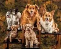 Dogs and Puppies Jigsaw Puzzle Screen Shot 3