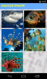 Fish Jigsaw Puzzle Screen Shot 2