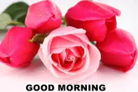 Good morning Flower Images Colorful Roses 4K Screen Shot 2