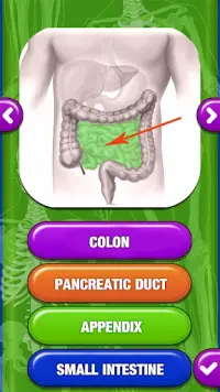 Quiz Anatomia Corpo Umano Screen Shot 2