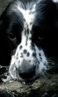 English Setter Dogs Puzzles Screen Shot 2