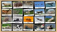 Animal Sounds Soundboard Screen Shot 20