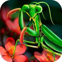 Mantis Life and Hunting Simulator.